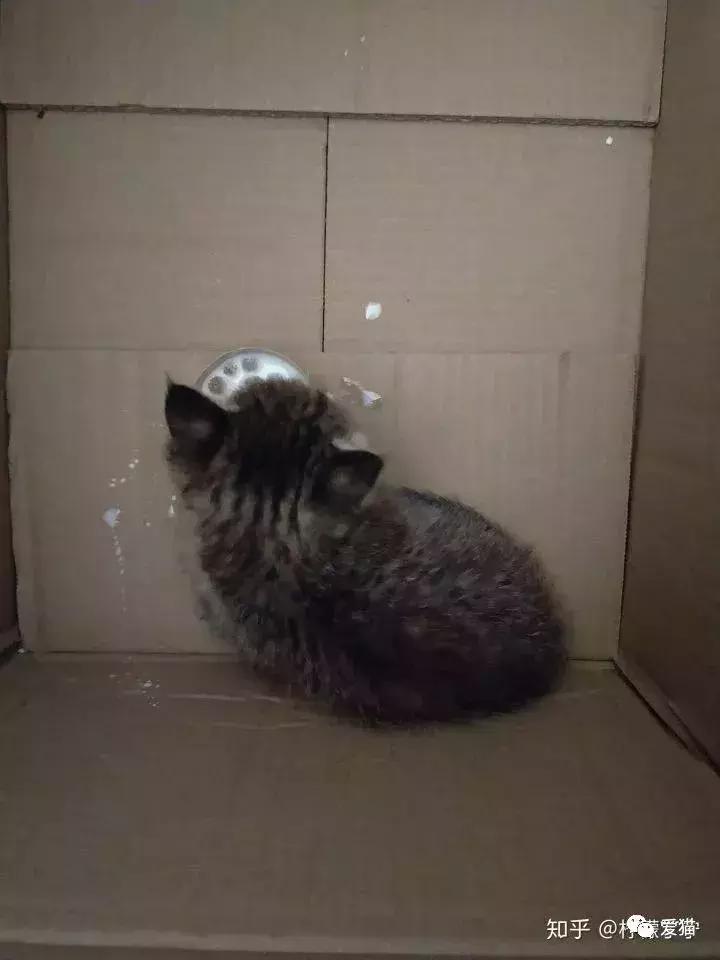 猫是否知道自己是猫,猫知自己是猫么