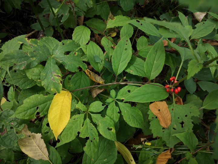 各类人参，从功效与性能上如何排名？