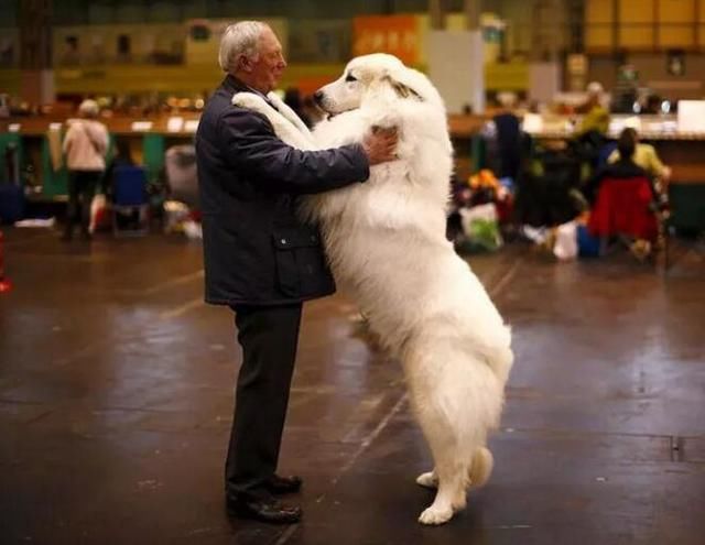 狗狗品种大全及介绍了解一下,狗狗品种怎么挑选最好看