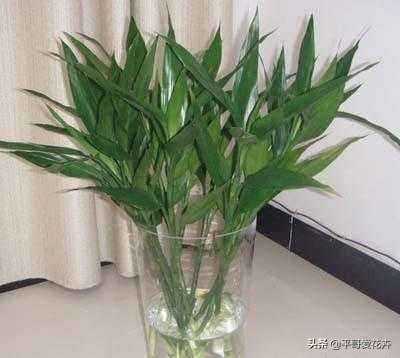 适合室内养的耐阴开花植物水培,冬天室内适合养什么绿植水培