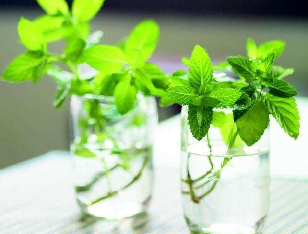 如何为宝宝选择驱蚊用品,怎么给宝宝选择驱蚊止痒液