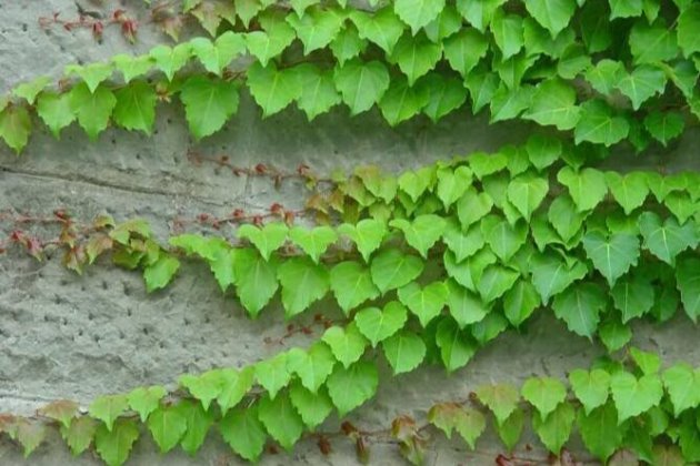 爬山虎这样养，不出两年爬满房子！
