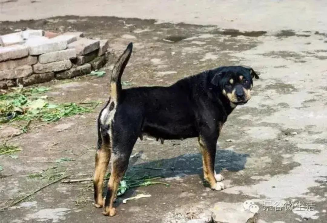 狮子座害怕什么动物,鲨鱼最害怕什么动物