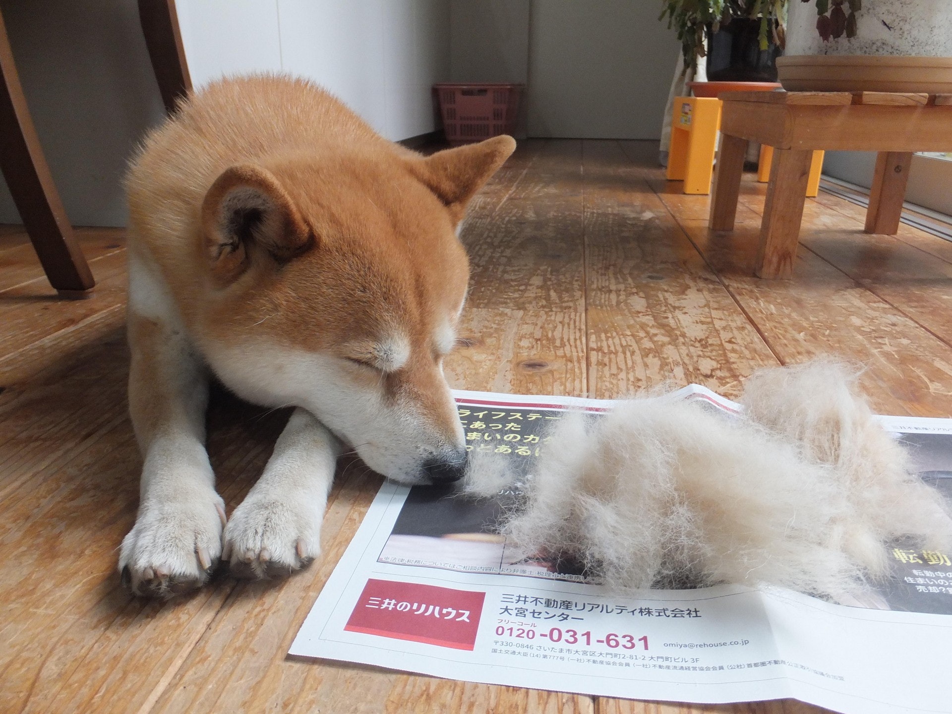 狗狗秋季掉毛严重什么原因,狗狗掉毛程度排行榜