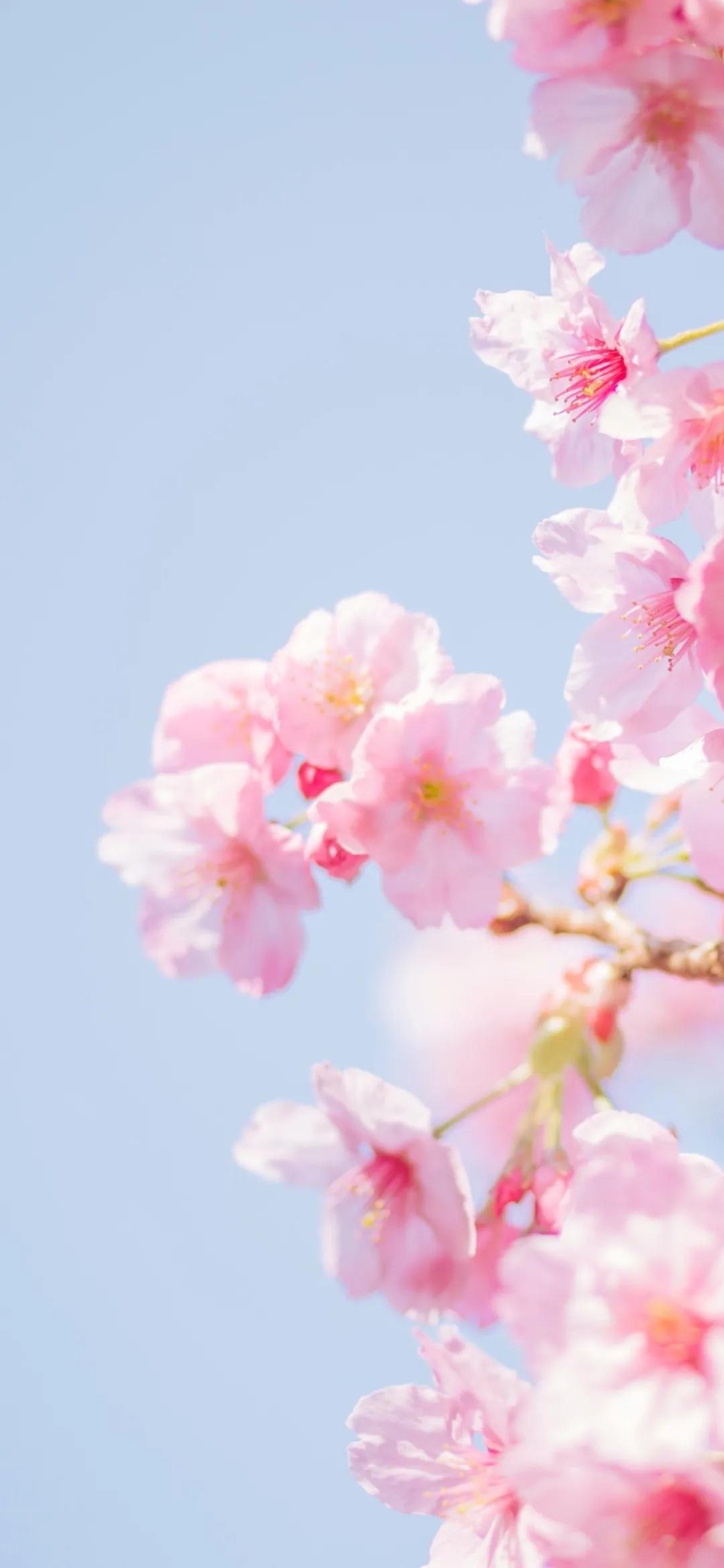 文艺素雅治愈植物手机壁纸,唯美治愈系手机壁纸植物