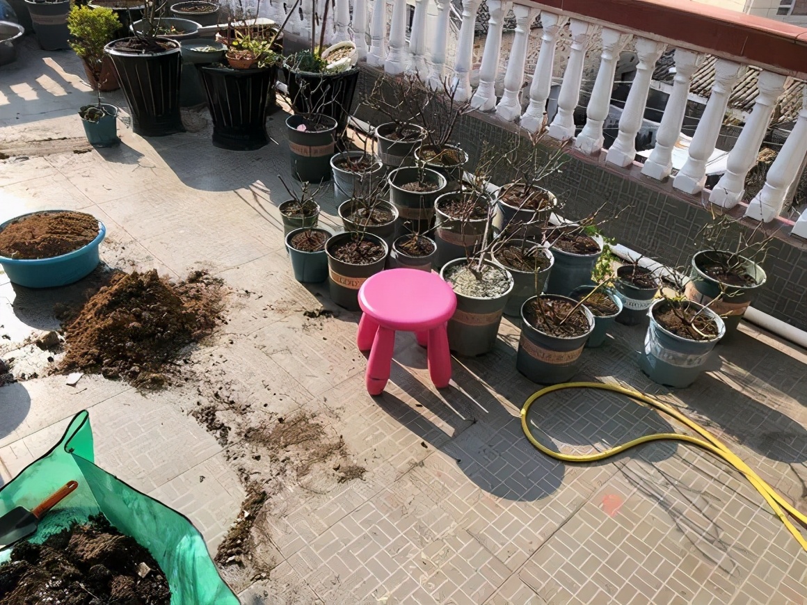 盆栽黄叶烂根什么原因,黄叶烂根怎么补救