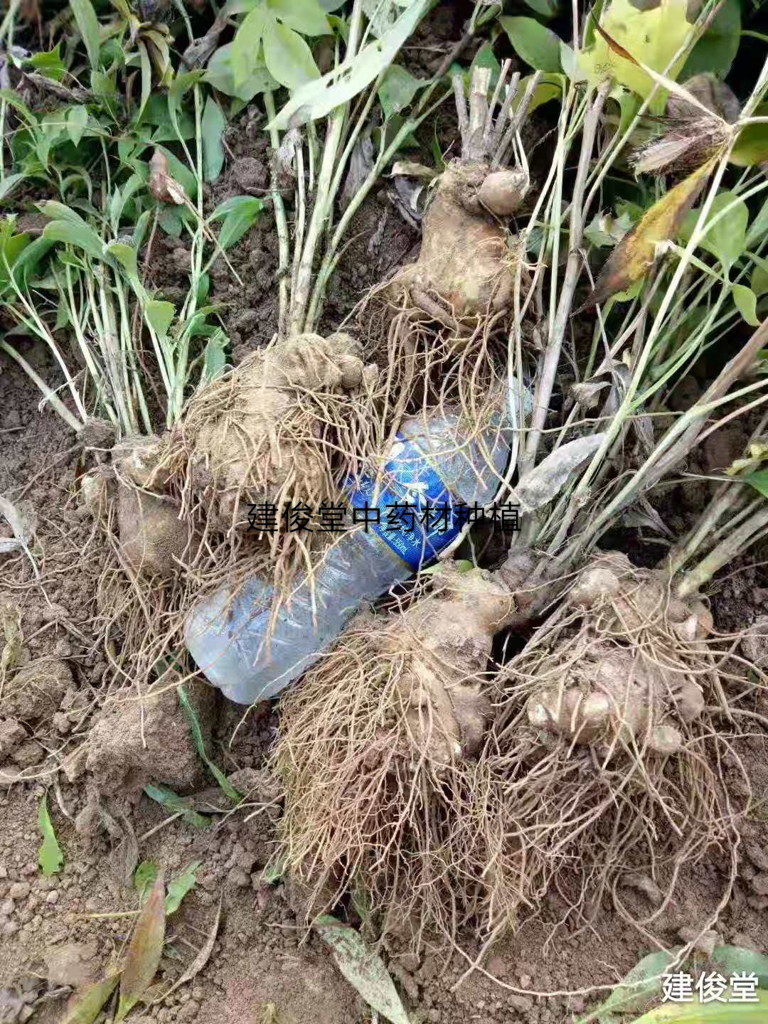 中药材采收的最佳时间,中药材合适采收期如何确定