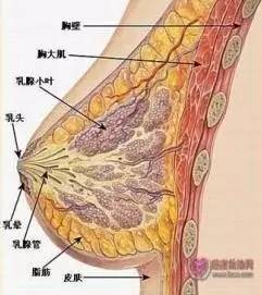 神奇的防衰延寿——莲菁华/莲原花青素