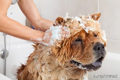 一块硫磺皂就能轻松搞定,硫磺肥皂一毛钱