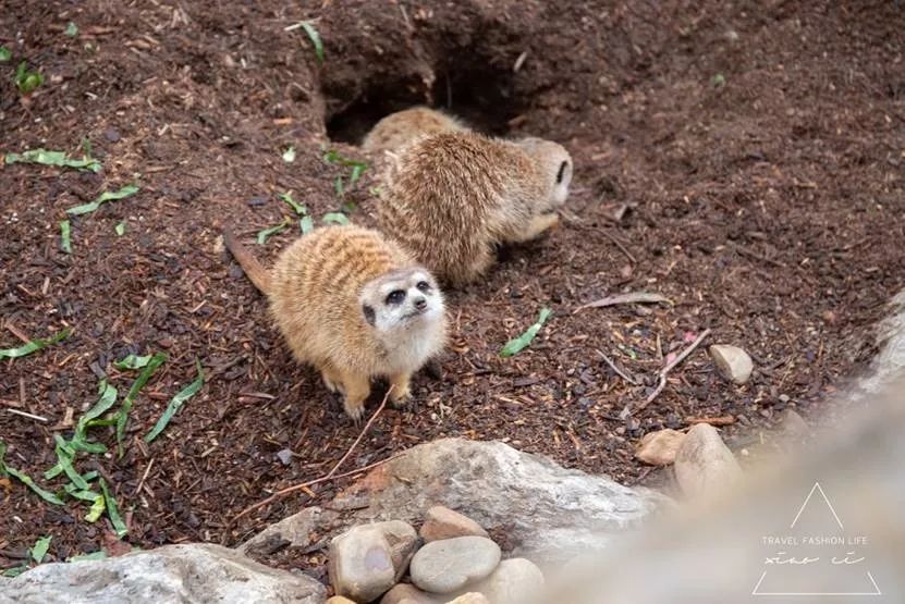 澳洲｜春意堪培拉，看袋鼠、品酒、赏花、住进动物的家