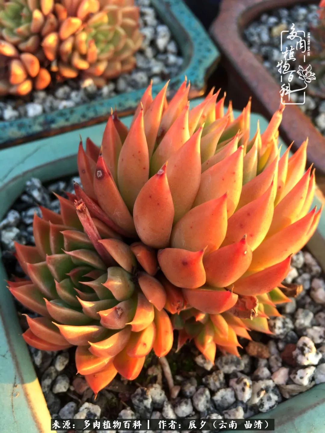 缂辩换鏃栨棊钁宠暏鐢熼,缂辩换鏃栨棊钁宠暏鐢熼鍑哄