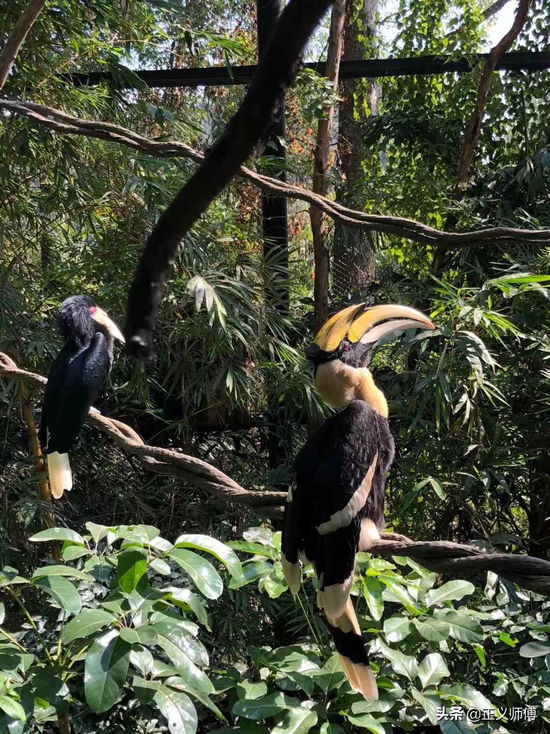长隆动物园的动物,广州的长隆野生动物园有哪些动物