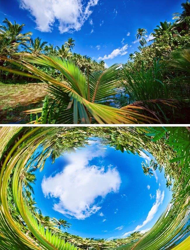 动物世界视力最好的动物,动物界中哪种动物视力最好