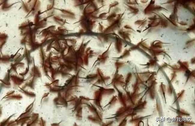 养鱼新手孔雀鱼怎么养好,孔雀鱼刚生的鱼缸怎么养