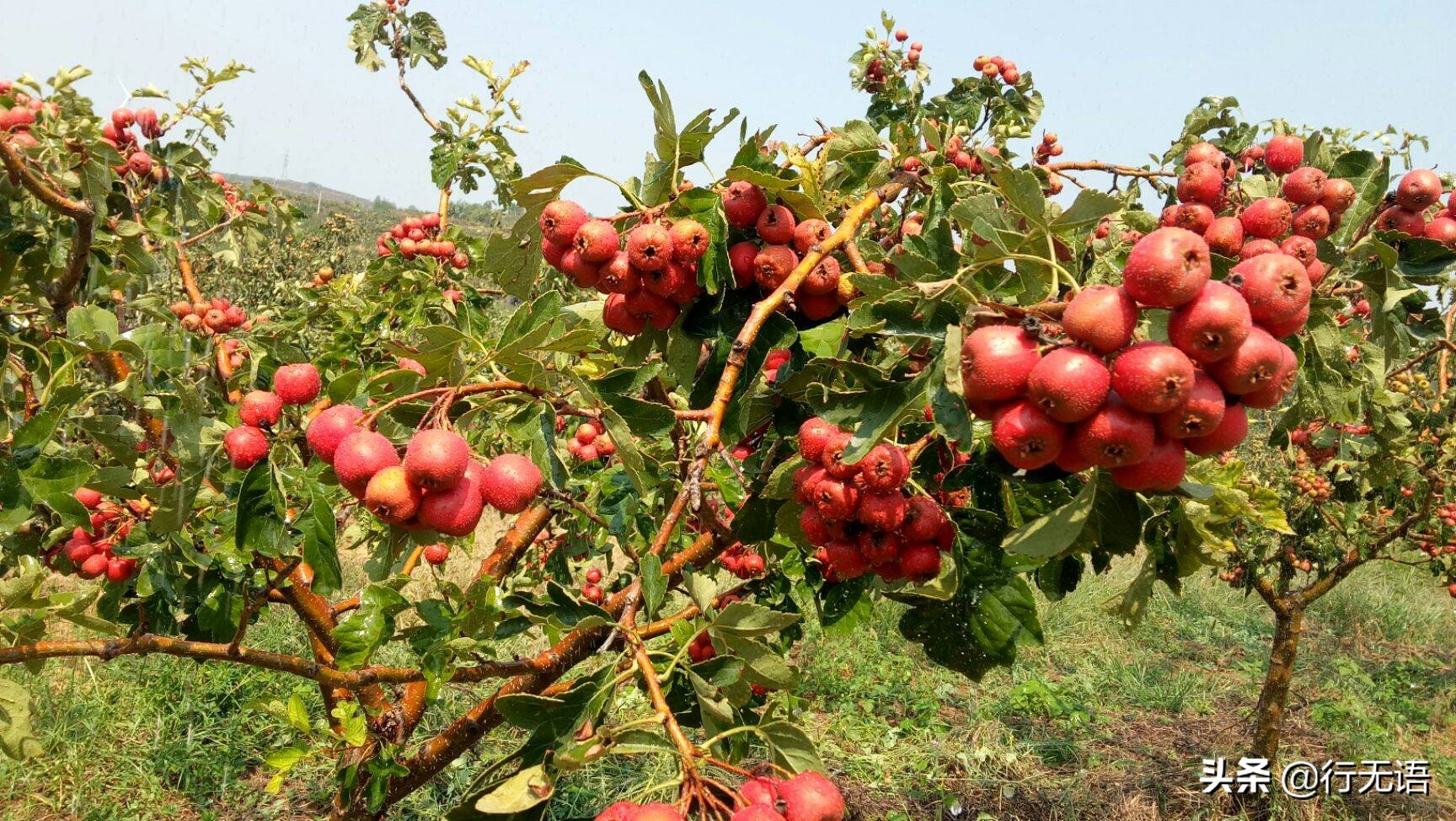 有趣的农村生活食物,农村生活农村娃农村美食
