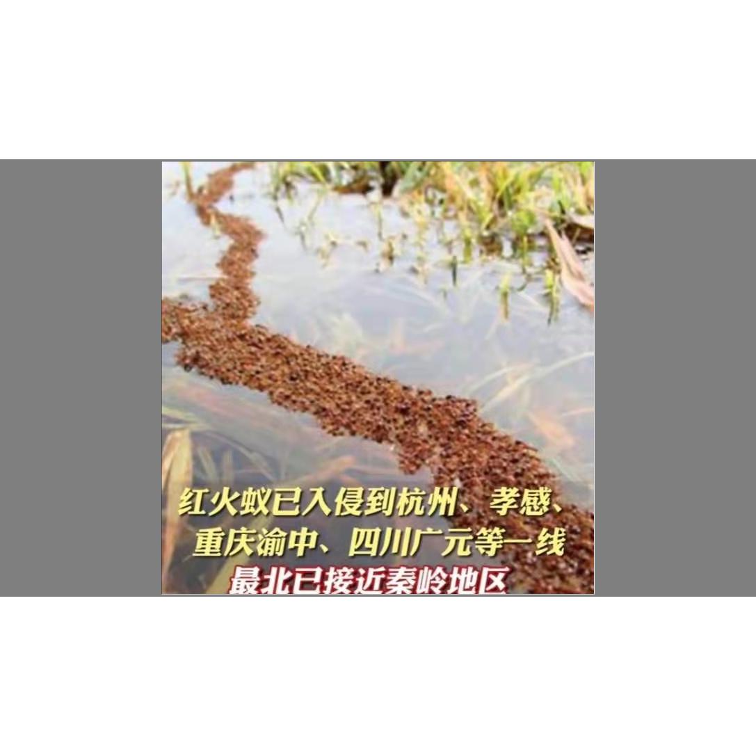 红火蚁入侵南方地区有什么影响,外来危险物种入侵红火蚁