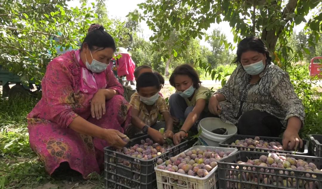 「乡村振兴」西梅喜获丰收为农民带来好“钱景”