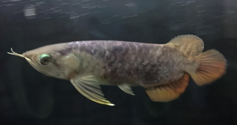 龙鱼常见疾病及治疗方法,龙鱼疾病找哪里救治