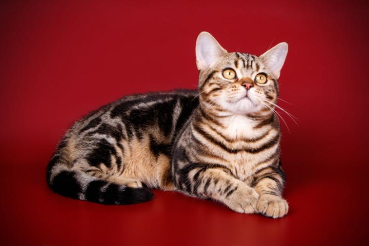 美短常见颜色,美短和英短哪个颜色好看