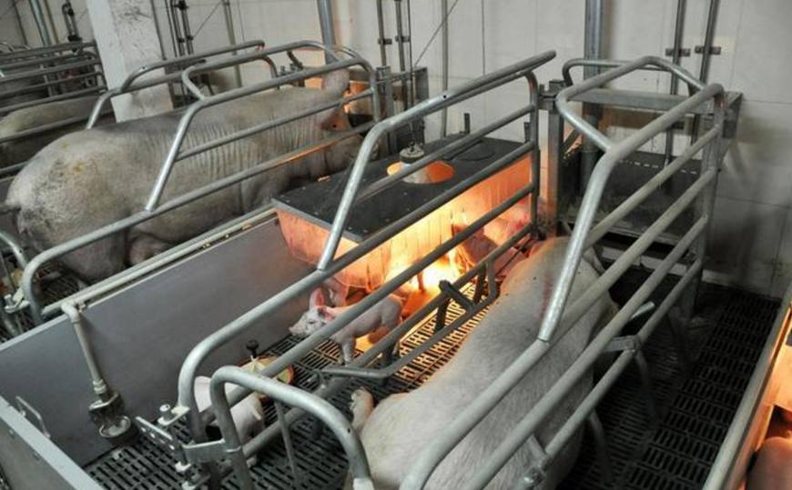 猪场常备注射药,猪场常备保健药