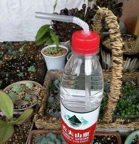 如何用塑料瓶做养花神器,今天教你如何让塑料瓶秒变盆栽