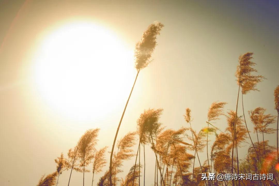 蒹葭苍苍白露为霜所谓伊人完整版,蒹葭苍苍白露为霜所谓伊人