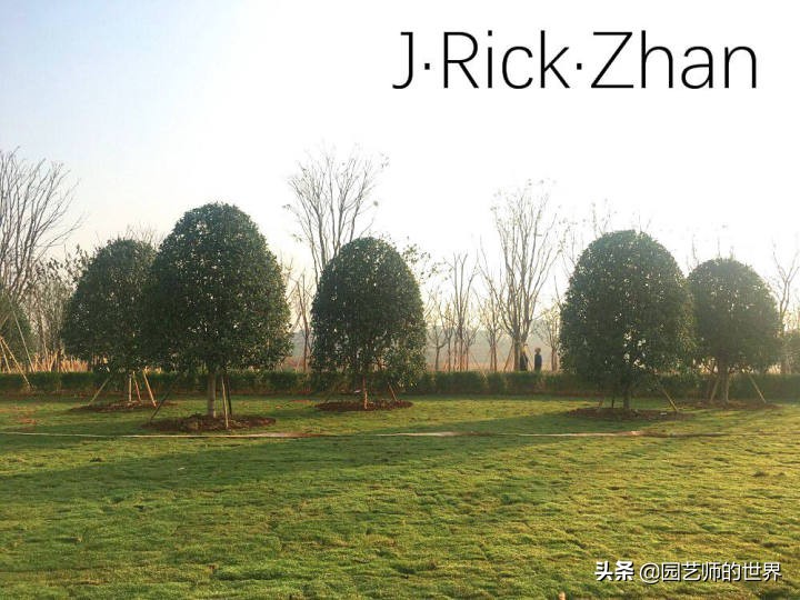 高尔夫果岭草坪家庭院子种植,麦冬草坪种植方法和注意事项