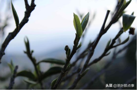 中国十大名茶哪个市的茶最多,名茶排名前十的茶及产地有哪些