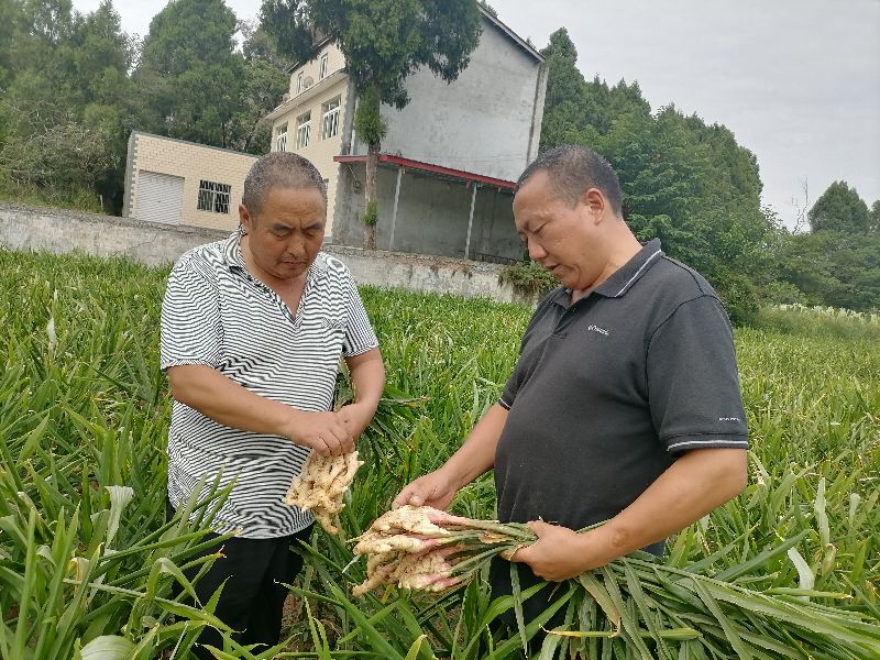 “百年”生姜致富梓潼百姓