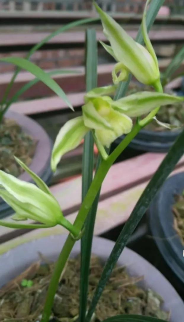 *博兰**会上，一盆兰花以30万元价格现场成交，大佬：买主好眼力