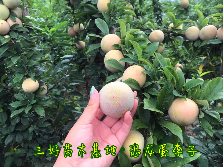 恐龙蛋李子苗品种大全,李子苗新品种恐龙蛋