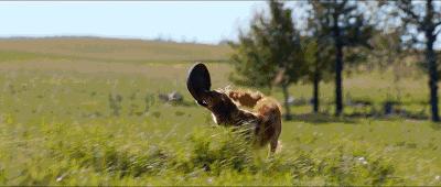 严打非法经营野生动物,贩卖野生保护动物如何处罚