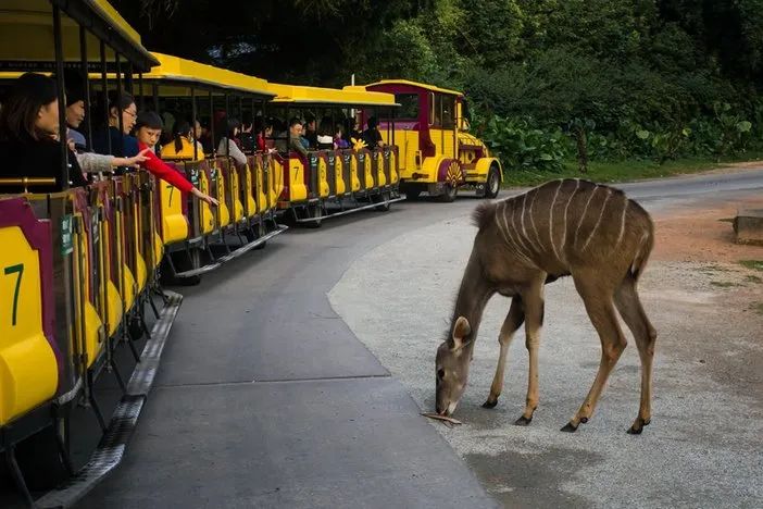 春节广州长隆野生动物世界攻略,广州长隆野生动物世界旅游攻略
