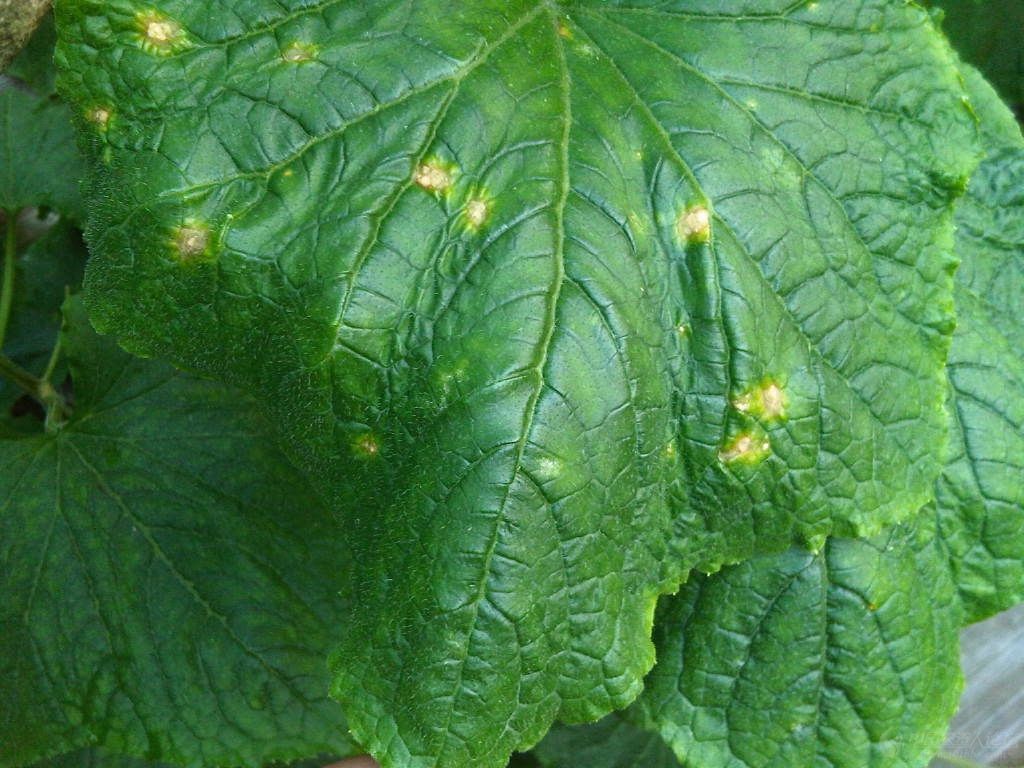 种植黄瓜不用化肥农药如何种好,黄瓜种植加点啥农药好些