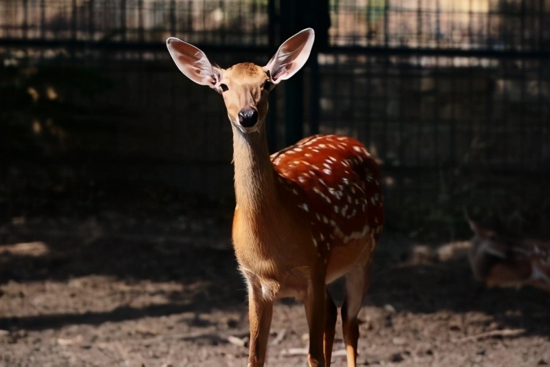 留济咋过年？走起！去九顶塔体验“欢乐中华年”