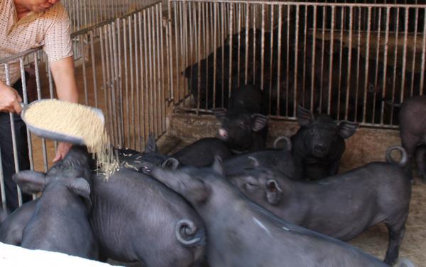 太湖二代小母猪价格,太湖母猪多大可以配