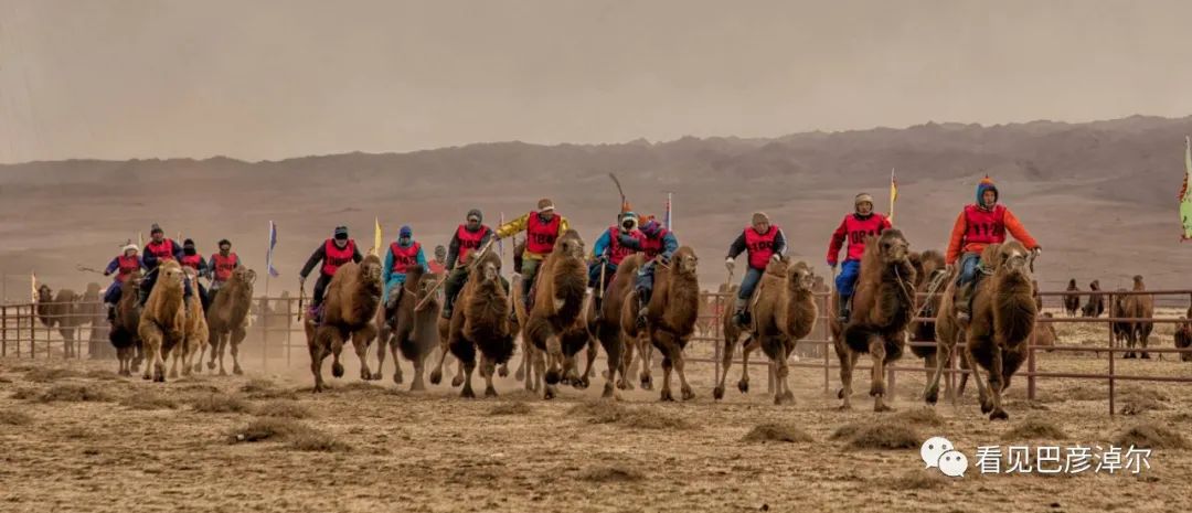 戈壁红驼，乌拉特草原上的珍珠