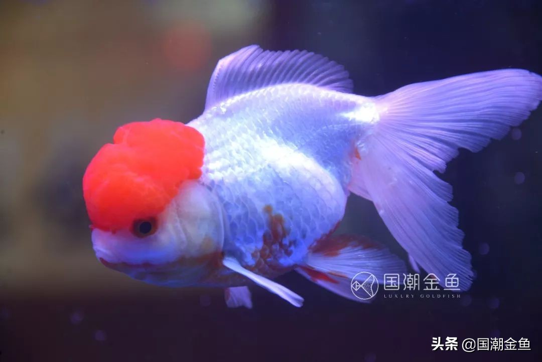 老北京鱼盆养苔过程图片,老北京鱼盆快速出苔