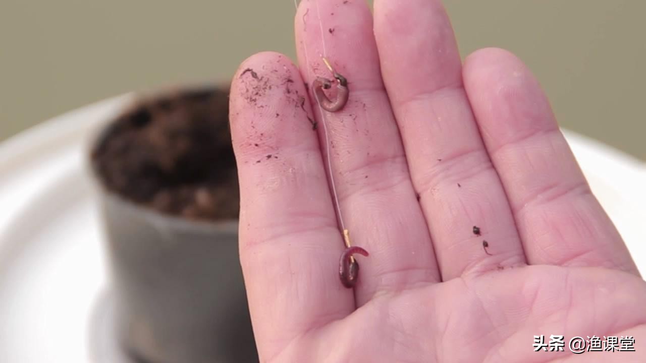 长竿短线传统钓法技巧,长竿短线钓法技巧视频