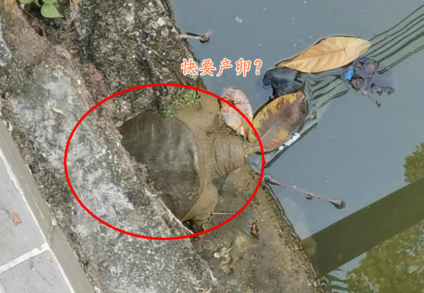 生态稻田大甲鱼,野生甲鱼在哪里栖息