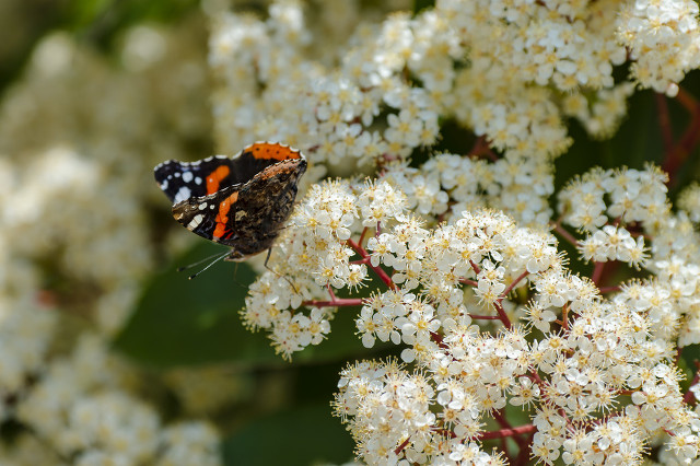 石楠花啥味的,石楠花的味道有的人觉得香