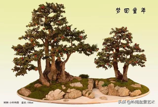 文人杂木盆景精品欣赏,可以做盆景的杂木图片大全