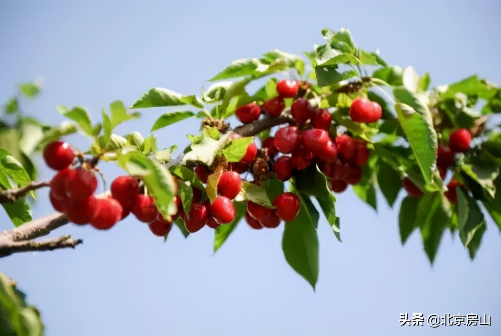 春天房山赏花的地方有哪些,房山赏花攻略