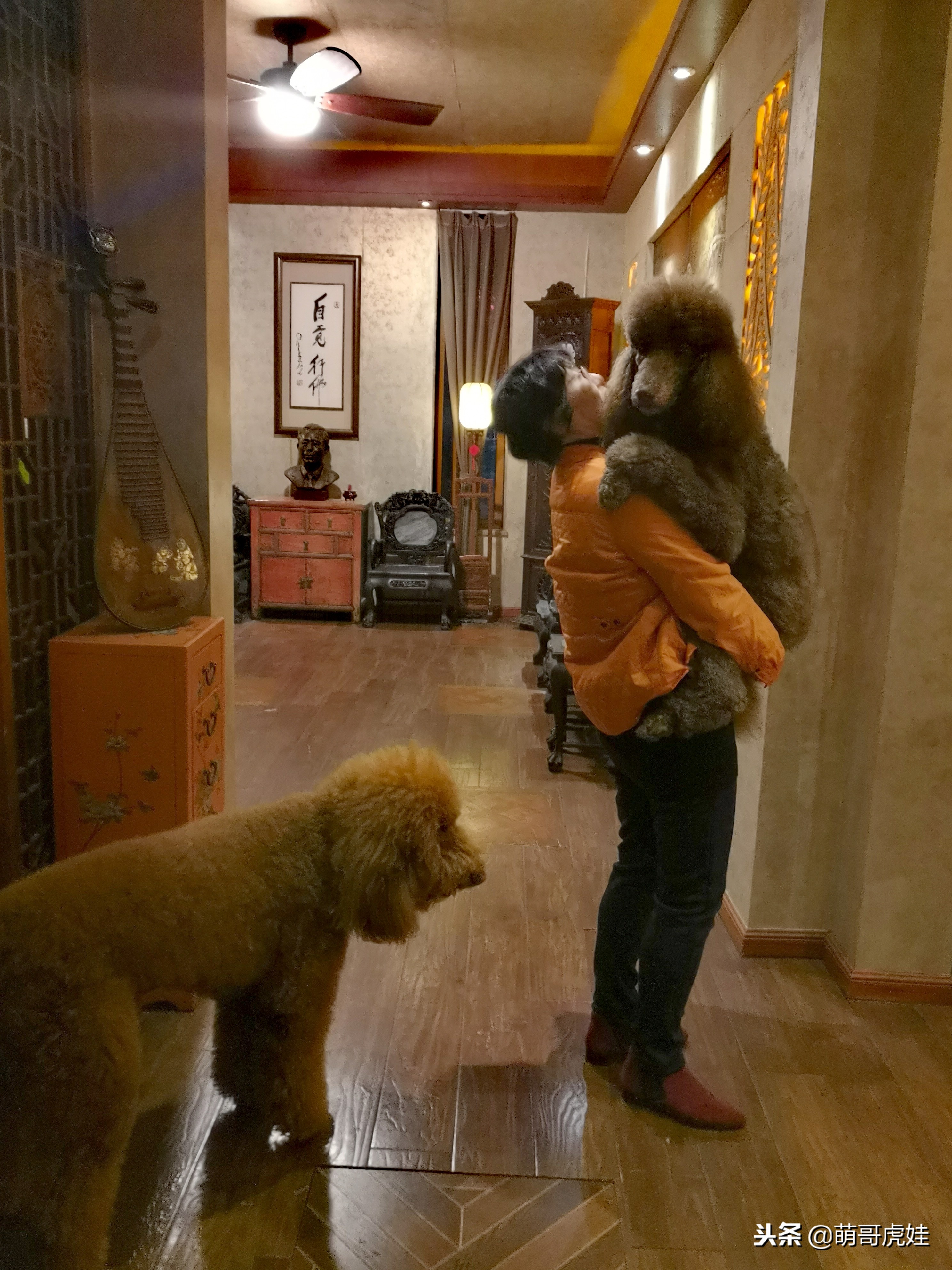 巨型狗狗超级可爱贵宾犬,巨型贵宾犬遇见其他狗狗