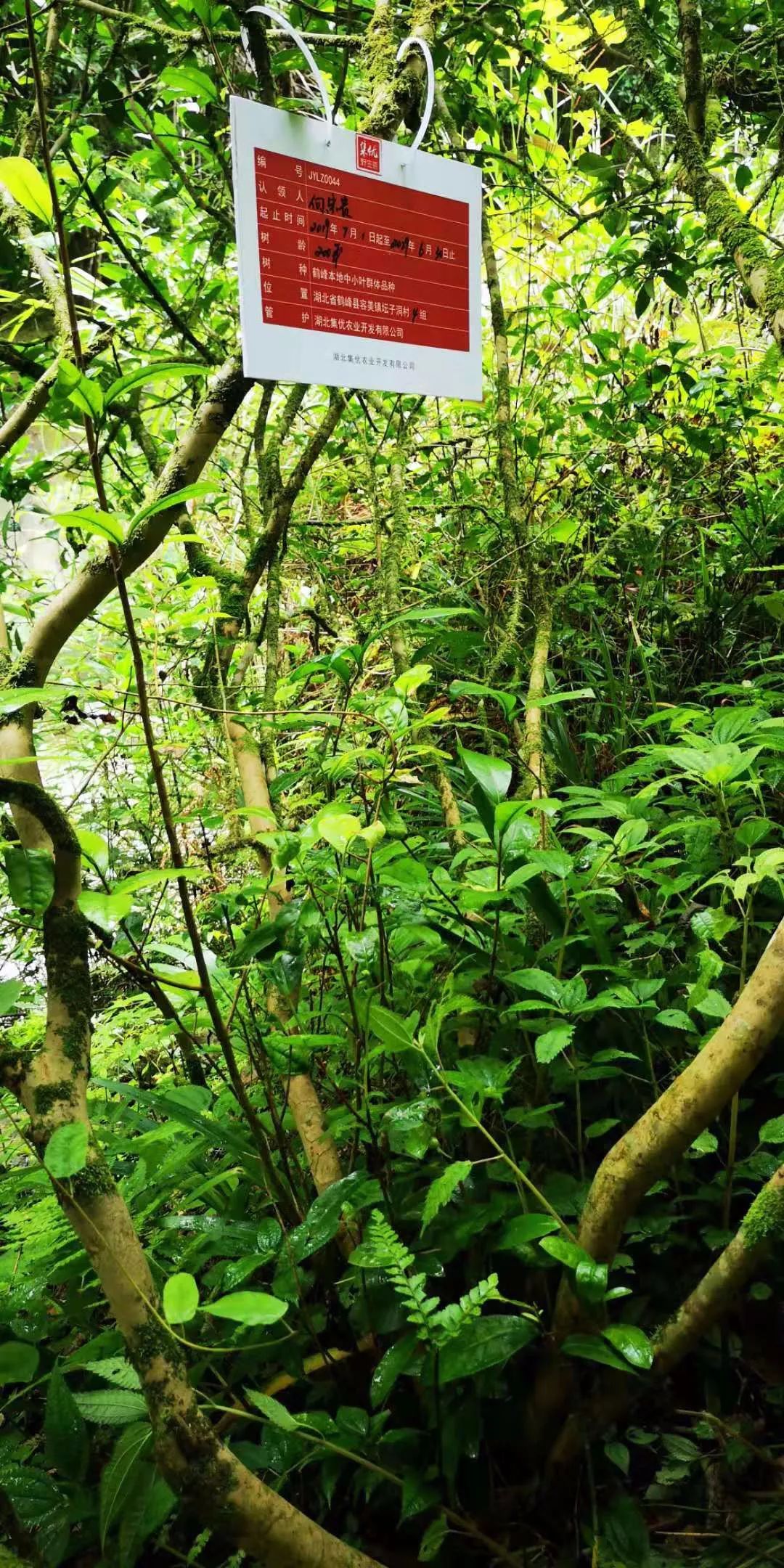 恩施鹤峰旅游攻略一天,恩施鹤峰旅游攻略