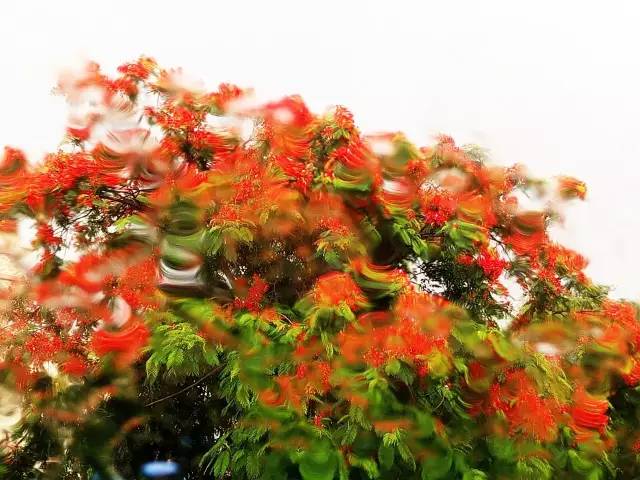 毕业季的凤凰花和栀子花,毕业季凤凰花开的时候