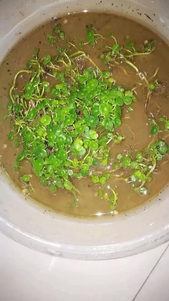 铜钱草与马蹄莲区别,马蹄金铜钱草怎么更旺盛