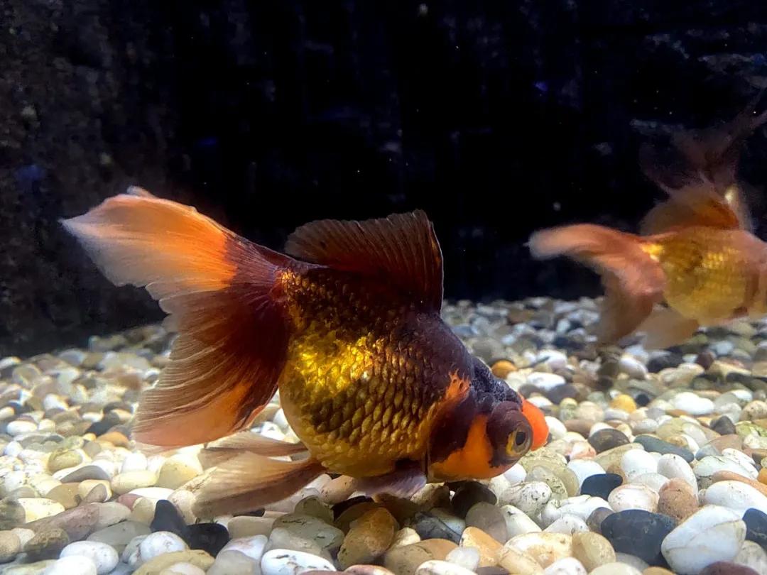 云游动物园金鱼,杭州动物园金鱼种类