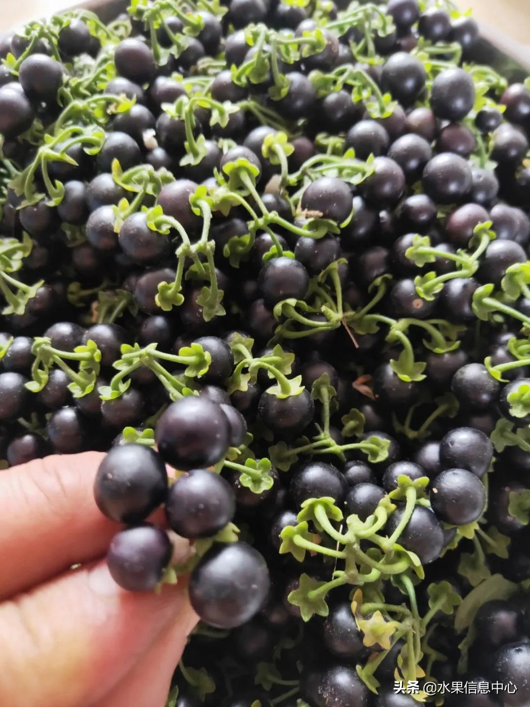 国内好吃的热带水果有哪些,小众水果推荐