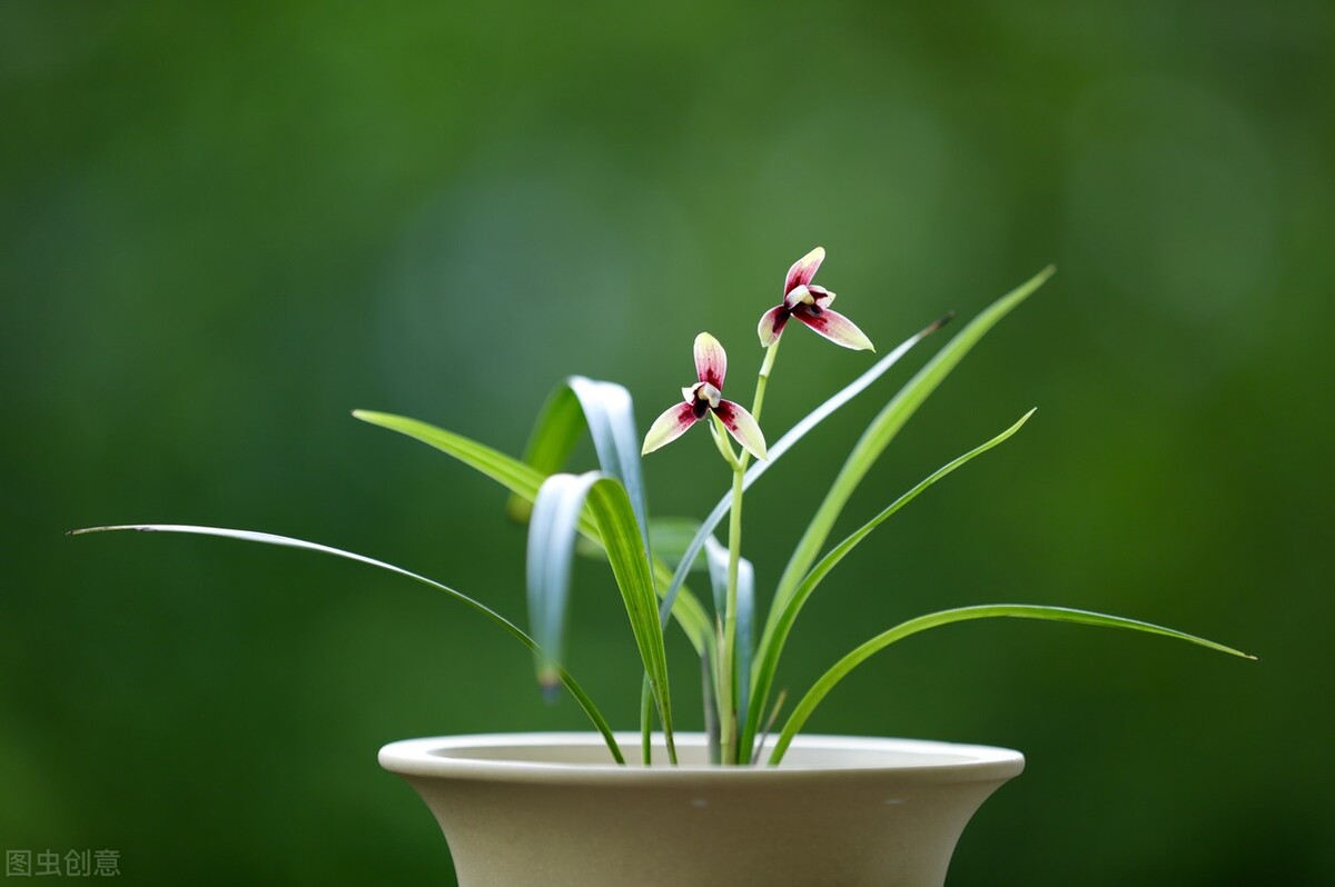 现在买的带花苞的建兰能开花吗,建兰刚开始长花苞怎样养护